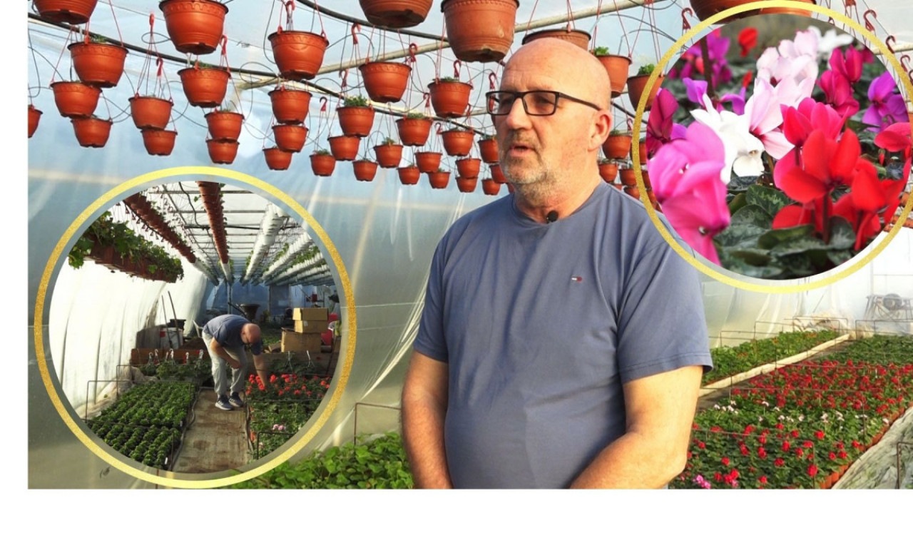 CVEĆE IZ BOBANOVE BAŠTE REŠAVA SVE NESPORAZUME