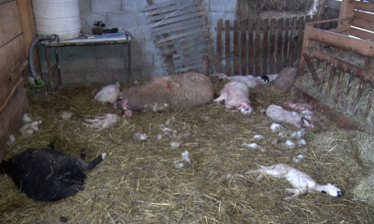 JAGANJCI I OVCE RASKOMADANI PO IMANJU Zastrašujući prizori kod Užica - Milivoje zatekao nezapamćeni krvavi pir (FOTO)