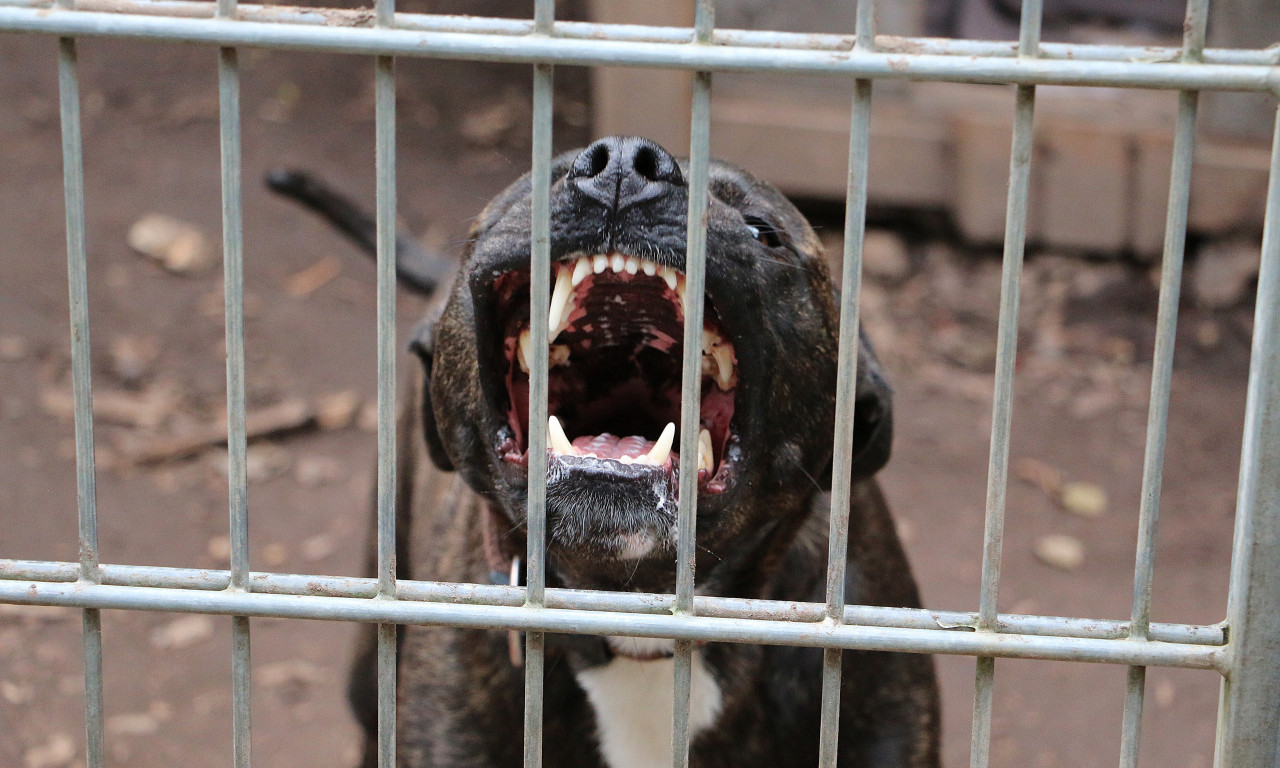 PIT BUL IZUJEDAO ŽENU I BEBU Vlasnički pas iznenada nasrnuo na njih