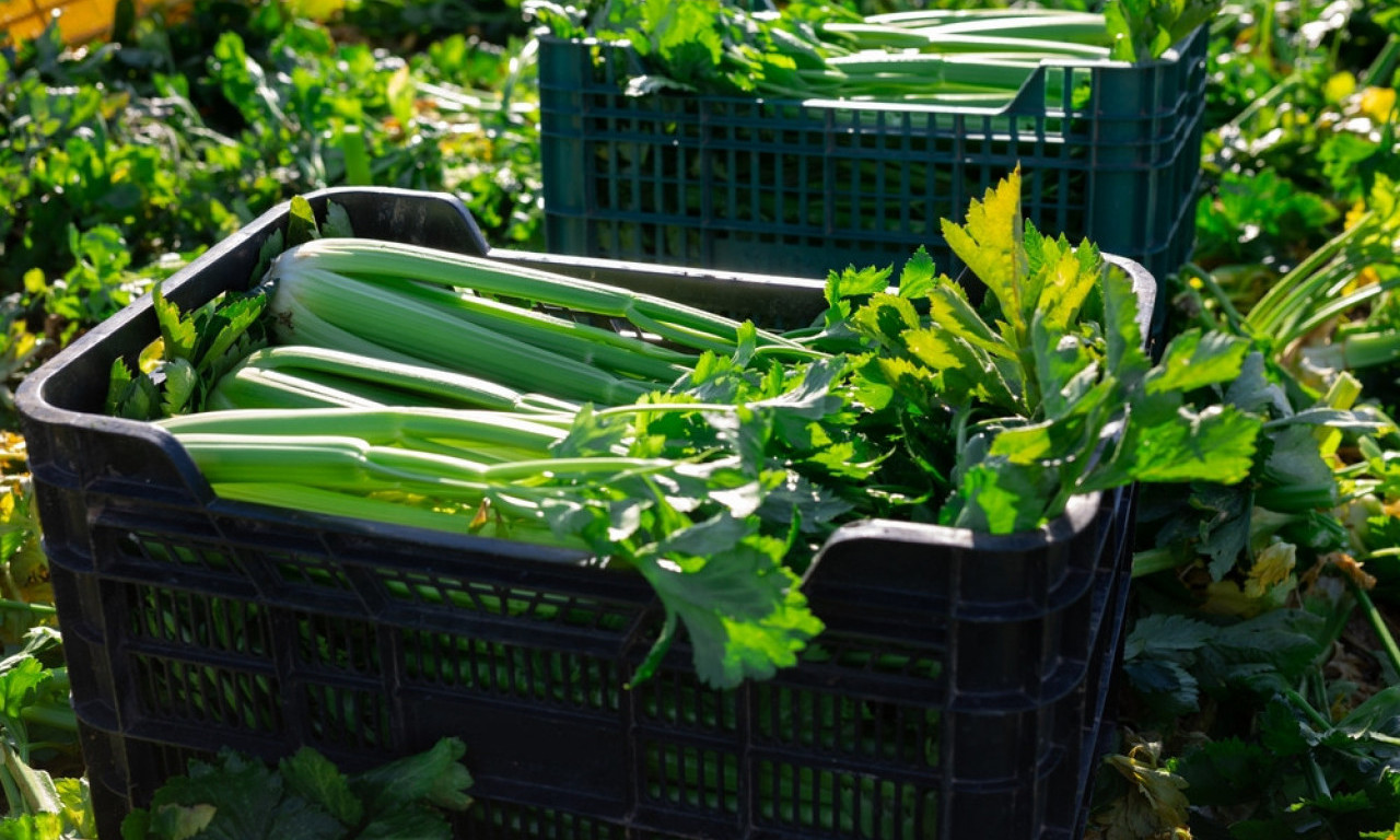 SAD ĆEMO TAČNO ZNATI ŠTA JEDEMO Država uvodi stroge propise a tiču se prozivodnje hrane