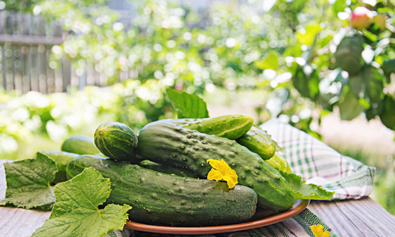 PRAVITE CACIKI, A ON GORAK, NIKAKAV? Ovo je trik sa krastavcem koji menja sve!
