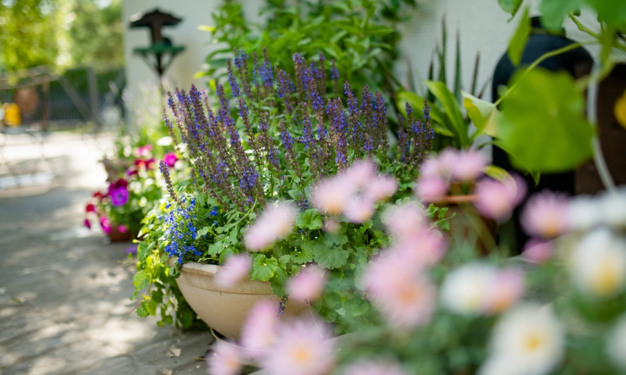 BOŽIJA BILJKA KOJU SVI IMAMO, A NE VIDIMO JE Leči dušu, telo i zaborav