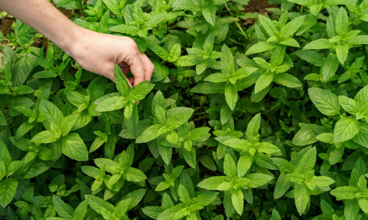 ČISTI VENE I ARTERIJE Ovaj začin briše masnoće iz krvi i čuva srce od udara!