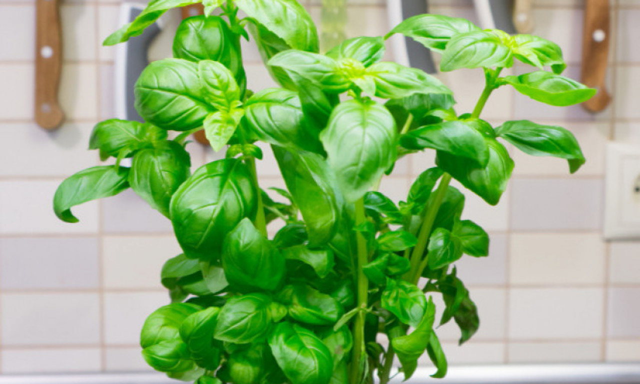 OVE ZAČINE SIGURNO IMATE U KUHINJI! Na prirodan način sniziće vam krvni pritisak i ne samo to