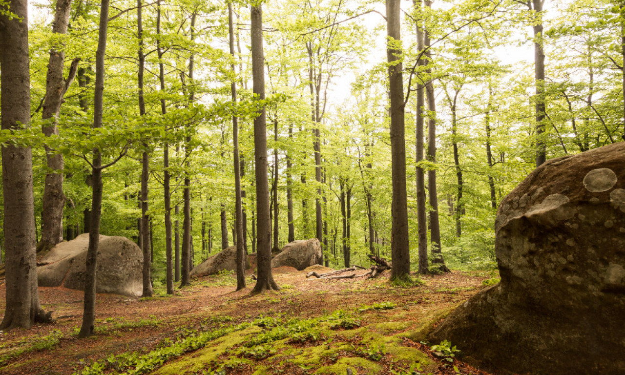 MUŠKARAC NASLEDIO VELIKU ŠUMU Sada ne zna šta će s tim i kako da od toga ima i neke koristi