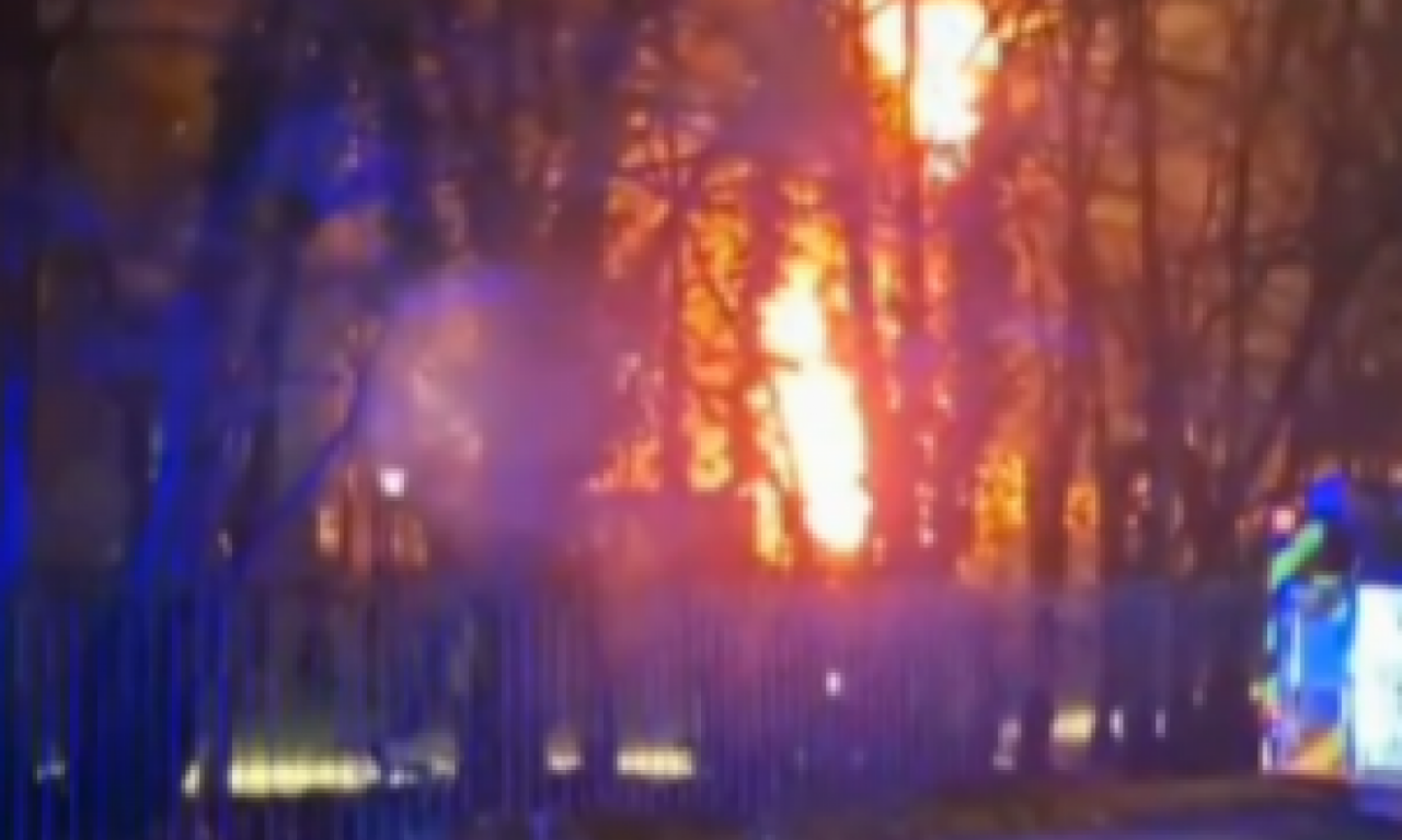 VIŠE OD 700 KOALA UBIJENO U AUSTRALIJI Aktivisti očajni, procenite sami da li je to baš bilo neophodno