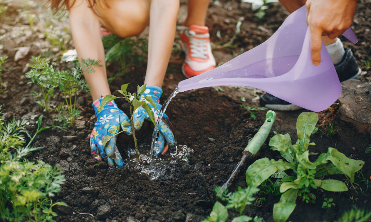 POSADI U MAJU, BERI DO JESENI! Šta treba saditi od povrća do cveća