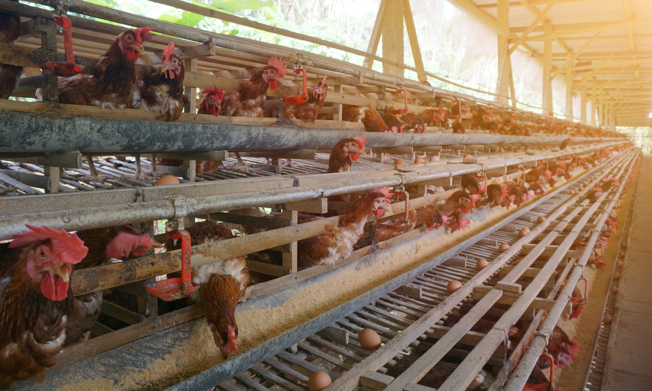 ZAPLENJENO 40 TONA MESA ZARAŽENOG SALMONELOM Evo detalja koje je sopštilo Ministarstvo