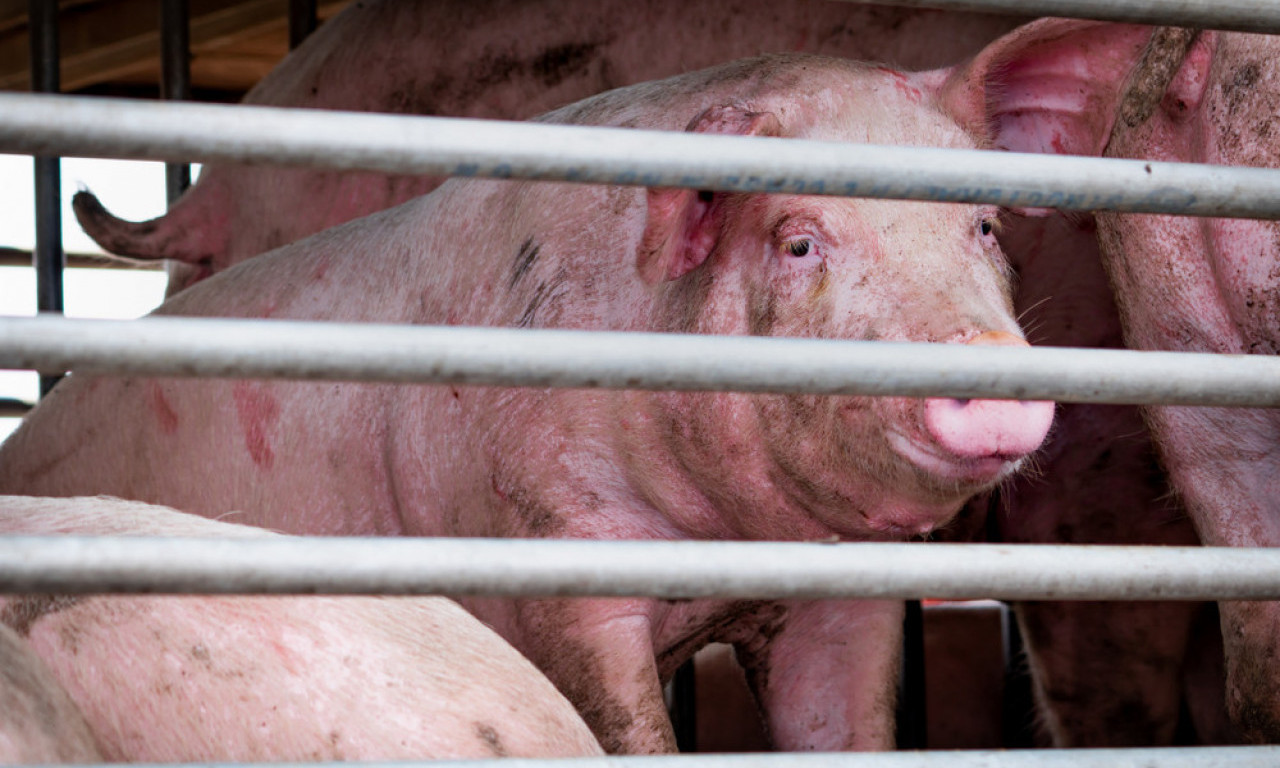 POSKUPELI PRASIĆI Ovo su najnovije cene na stočnim pijacama u Srbiji - evo koliko vam para treba za kilo mesa