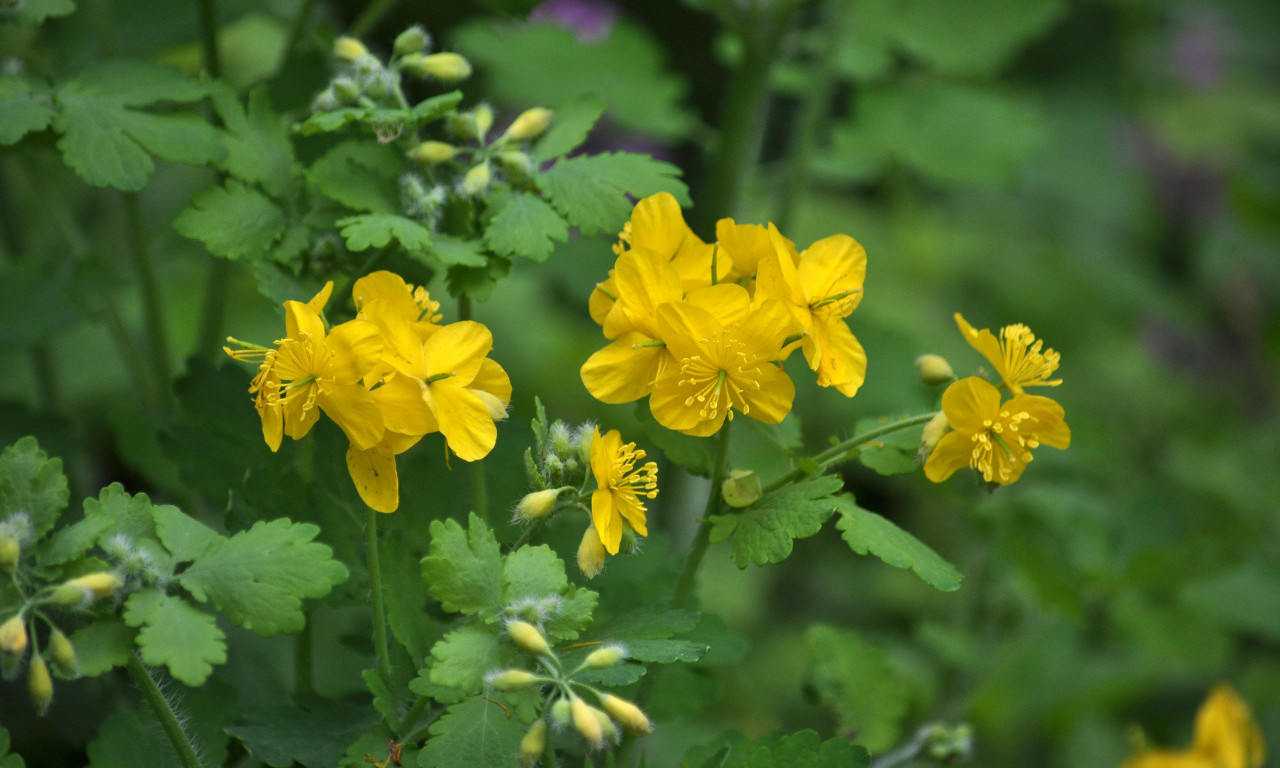 RUSA – BILJKA KOJA SPALJUJE BRADAVICE KAO LASEROM Prirodni lek iz dvorišta naših baka!
