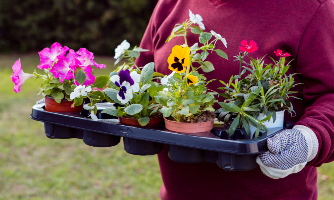 CVETNI APRIL Koje cveće saditi ovog meseca da bi bašta procvetala dušom