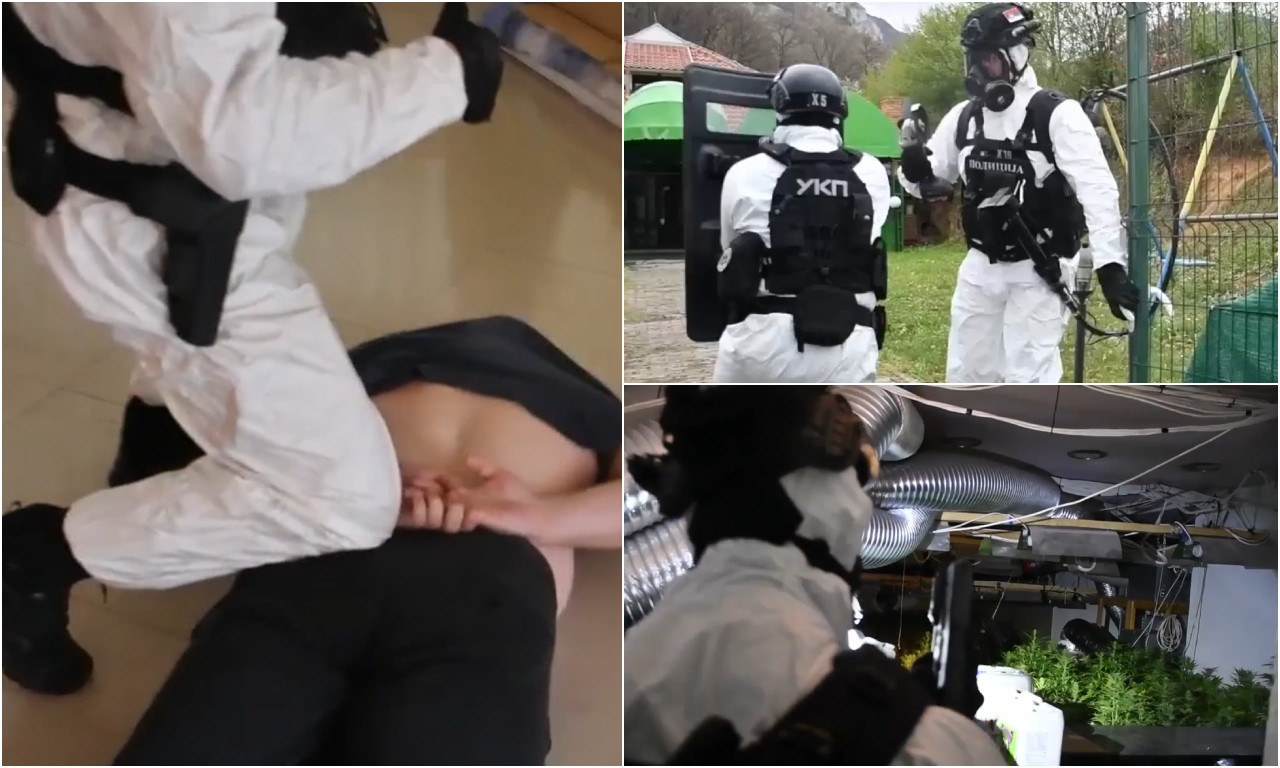 POGLEDAJTE FILMSKO HAPŠENJE U JAGODINI Otkrivena labaratorija, pronađeno čak 933 stabljike kanabisa! (VIDEO)