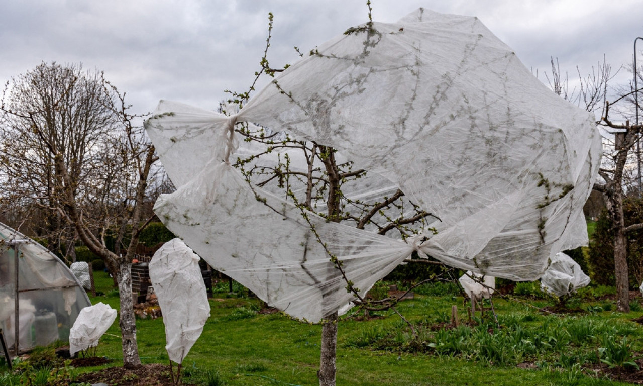 VAŽNO ZA VIKEND Spasite baštu i voćke od jakog mraza