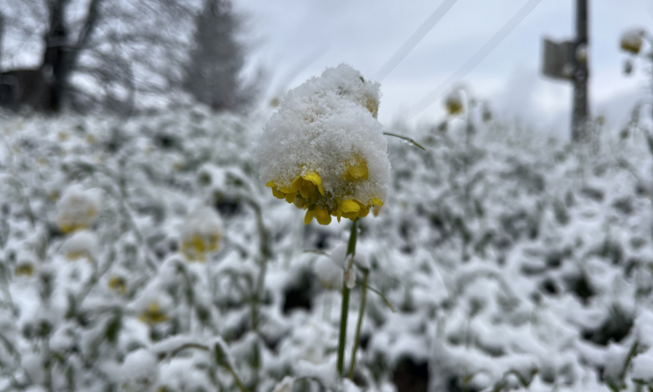RHMZ IZDAO UPOZORENJE ZA CELU ZEMLJU Na Kopaoniku i danas veje, a evo kakvo nas vreme očekuje narednih dana (VIDEO)