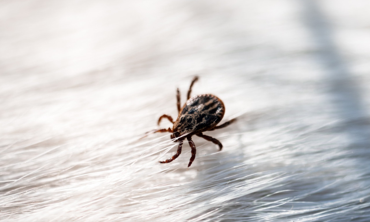 POČELA JE AKCIJA SUZBIJANJA KRPELJA: Evo na koja mesta treba da obratite pažnju!