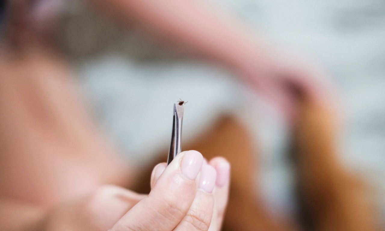 PRIRODNA ODBRANA OD KRPELJA Ove dve biljke čine čuda, od njihovog mirisa bežaće kao ludi