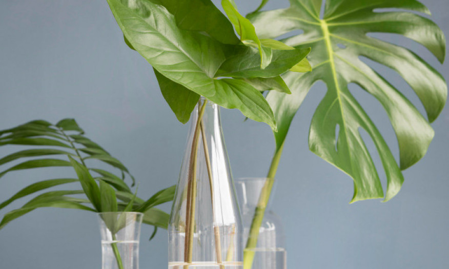 BILJKE KOJE USPEVAJU U VODI Zeleni ukras bez trunke zemlje!