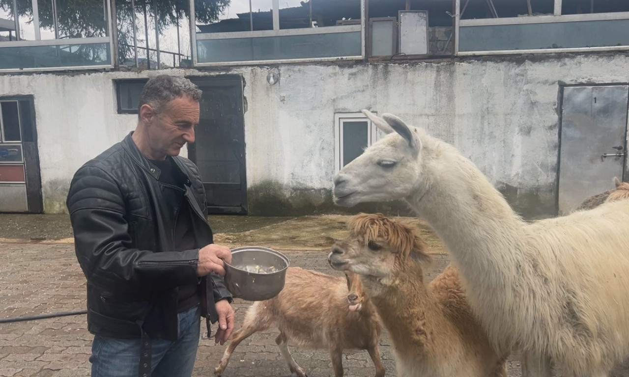 LAME IZ BERANA SU BEOGRAĐANKE: Lokalna su atrakcija, a pre neki dan zaustavile i saobraćaj (FOTO)