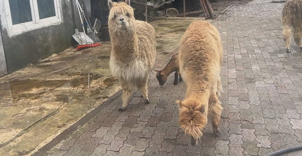 POLICIJA ZAUSTAVILA KOMBI I OSTALA U ŠOKU: Našli 6 ponija, dve lame, magarca i pticu nandu