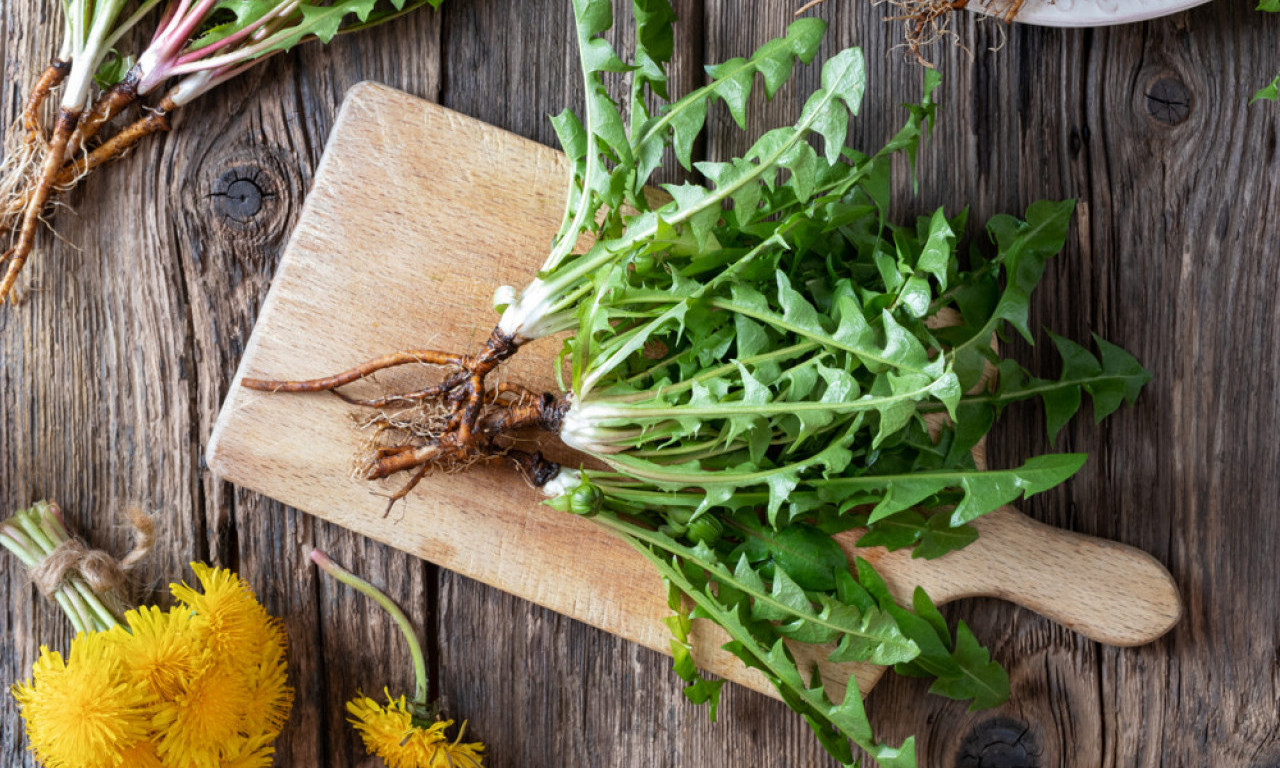 NE ZGAZI GA, UBRAĆEŠ ZDRAVLJE Maslačak - čuva oči, snižava šećer i čisti organizam!