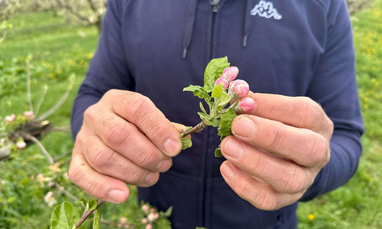VOĆARI UŠLI U CRVENO! Već drugu godinu za redom nemaju prihode - mraz nakon snega dotukao zasade jabuke i šljive (FOTO)