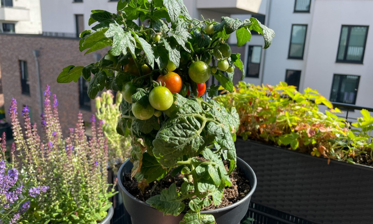 SVEGA IMA NA TERASI! Napravite svoju malu baštu i uberite salatu direktno s balkona!