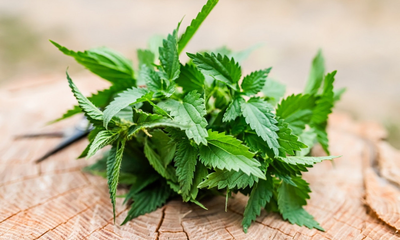 RUSKI NARODNI LEK PROTIV PROLEĆNIH ALERGIJA Pomaže kod kijanja, zapušenog nosa i svraba očiju