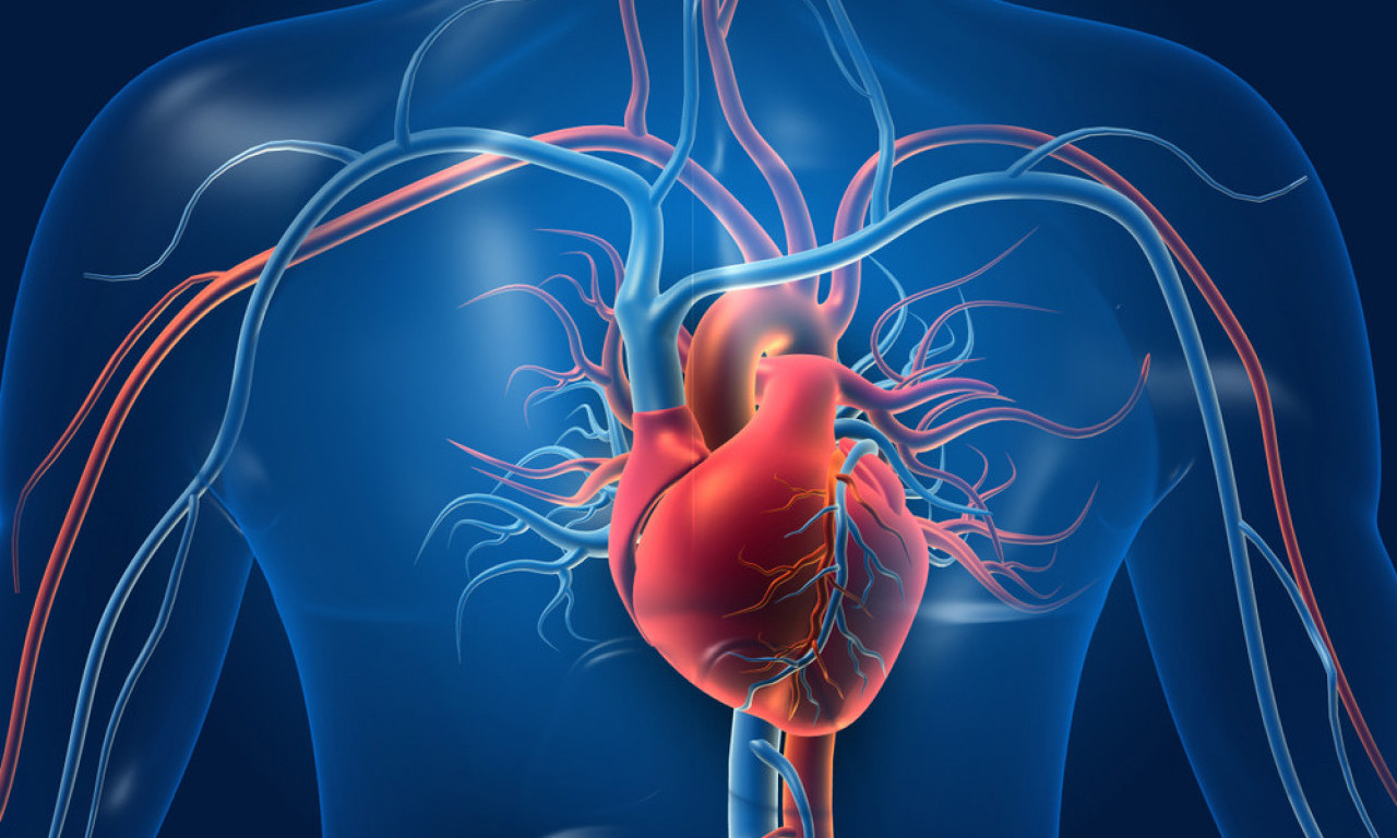 NAUČNICI OTKRILI "DRUGO SRCE" Ova stvar u vašem telu čini da budete zdravi i vitalni!