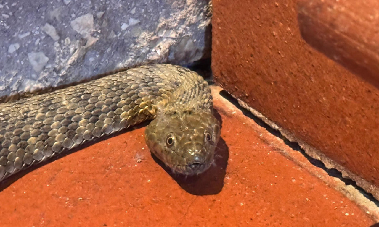 BIZARAN PRIZOR Zmija na podu sale Parlamenta rasterala poslanike (FOTO)