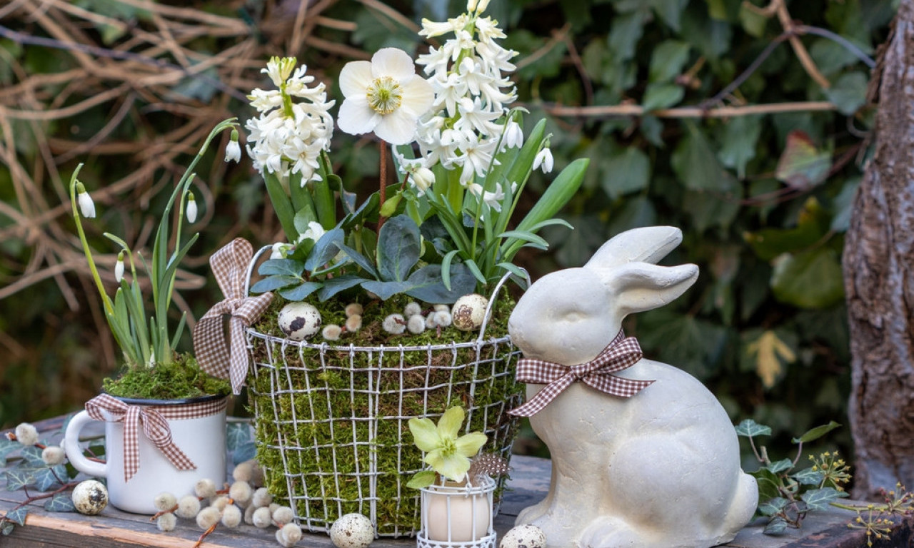 CVEĆE KOJE SE SADI NA USKRS Jedna posebna biljka ima moćnu simboliku i sjajno uspeva baš tada!