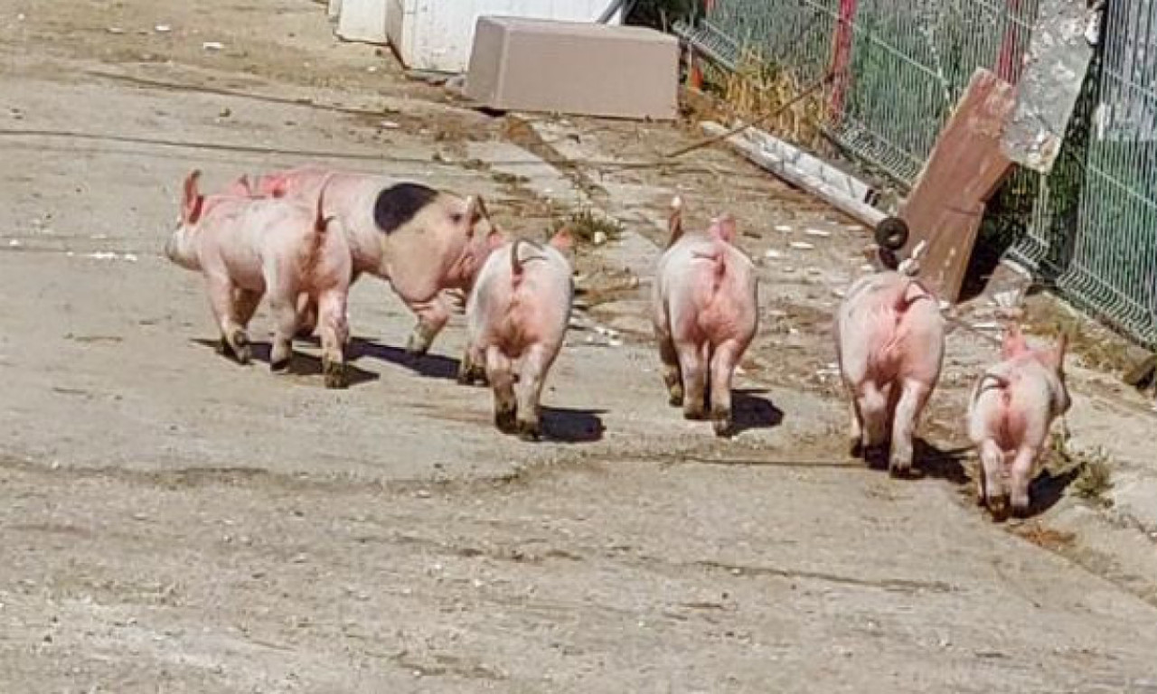 ŠETNJA ILI BEG PRED PRAZNIKE? Svinja sa prasićima prodefilovala čuvenom čačanskom ulicom "prase štrase" (FOTO)