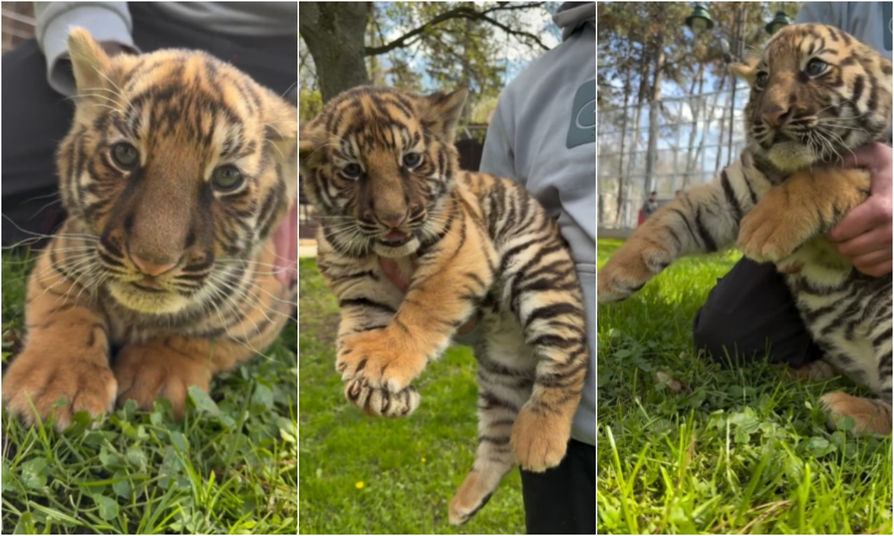 JAO, KAKO JE SLADAK! Pogledajte najlepše snimke iz Jagodine koji su raznežili celu Srbiju (FOTO+VIDEO)