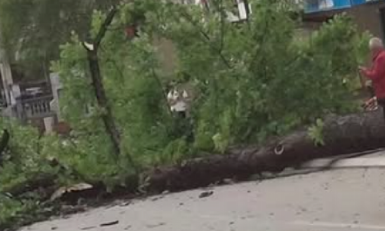 VETAR OBORIO VELIKO DRVO NA PUT U BAJINOJ BAŠTI: Prolaznici ostali šokirani, saobraćaj blokiran! (FOTO)