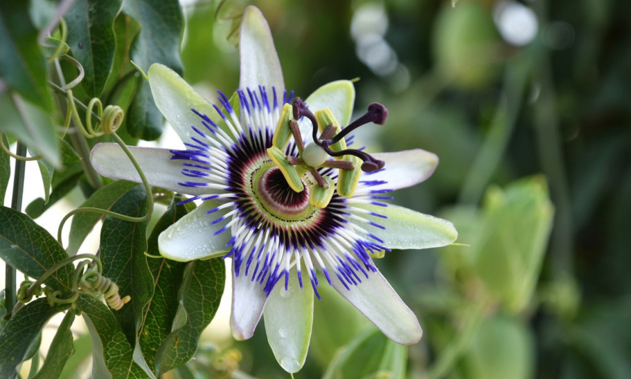 ISUSOVA KRUNA Priča o cvetu koji se poklanja na Uskrs