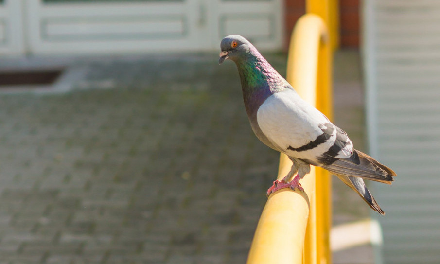 IŠ SA MOJE TERASE! Cveće i boje koje golubovi ne mogu da smisle