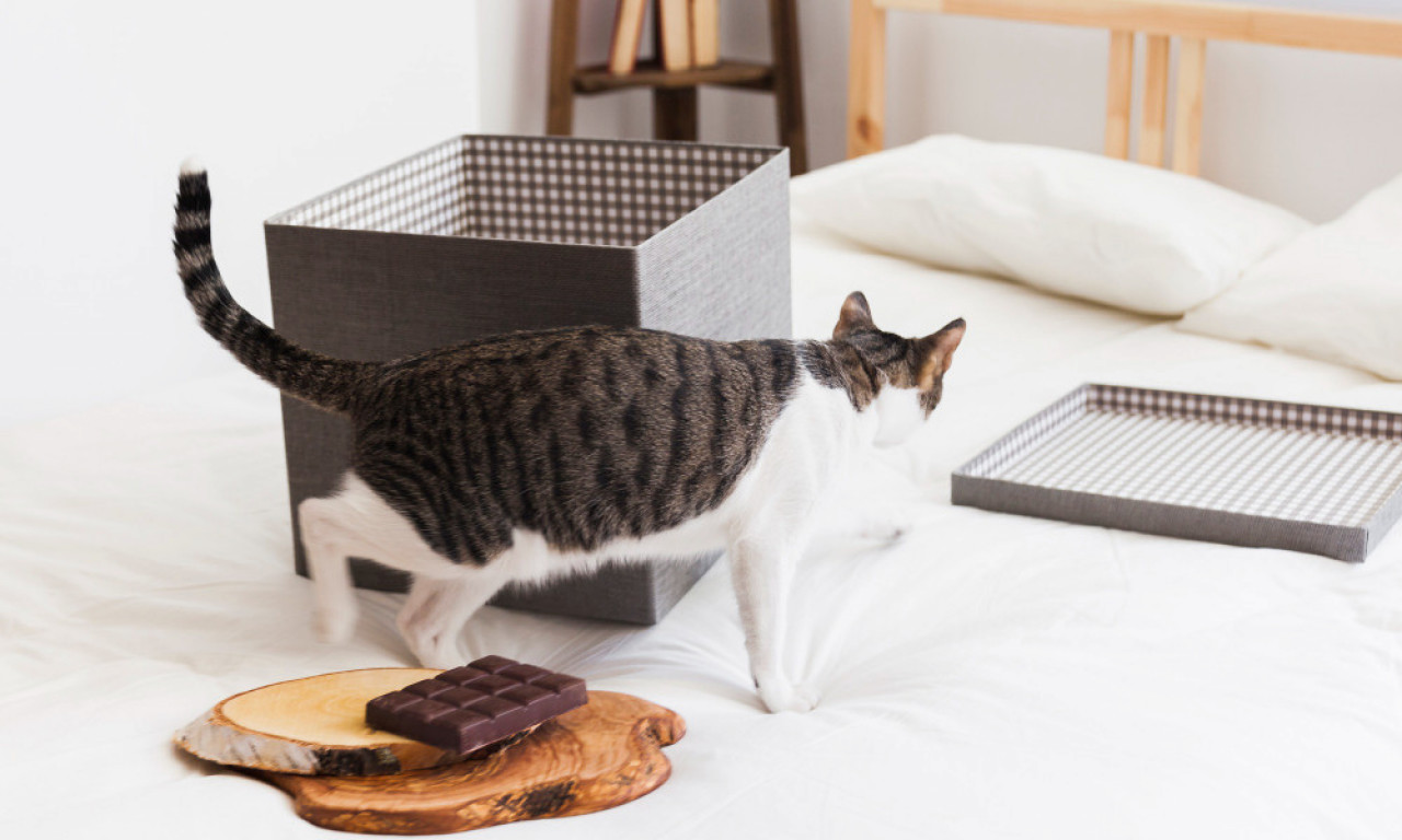 MAČKE + POLICE = HAOS Zašto mace ruše predmete i kako da to sprečite