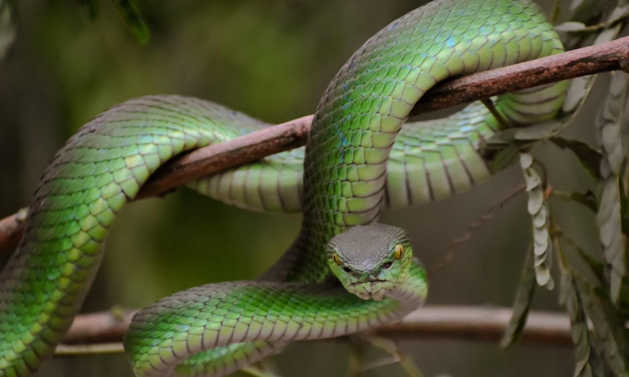 SNOVI O ZMIJAMA OTKRIVAJU VIŠE NEGO ŠTO MISLITE Evo šta znače