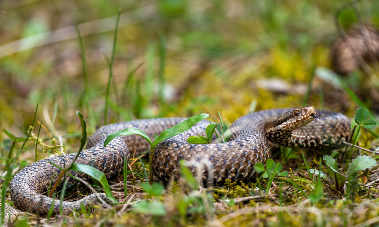 NAPAD ZMIJE U CENTRU KRAGUJEVCA Pogledajte šokantne fotografije i ranu na čovekovoj ruci (FOTO)
