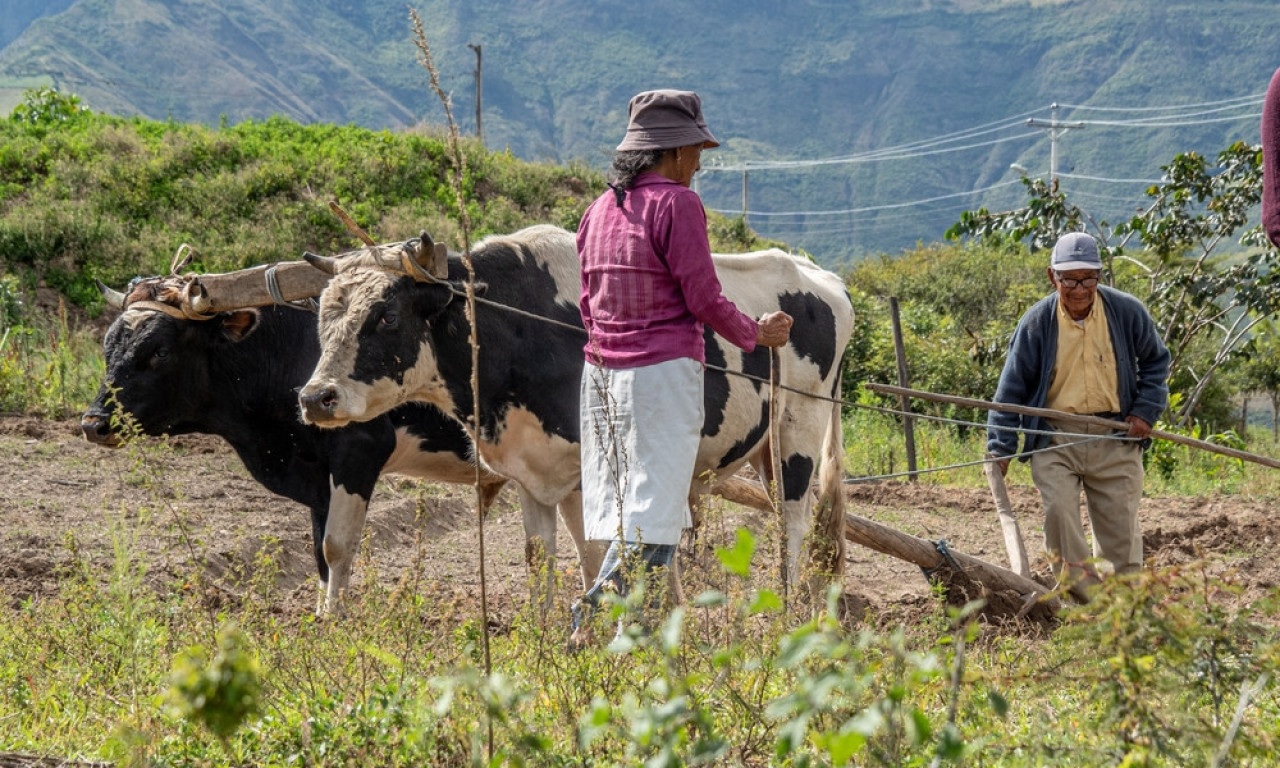 SUPRUG, SUPRUGA I JARAM Šta brak ima s volovima i ko je koga upregao?