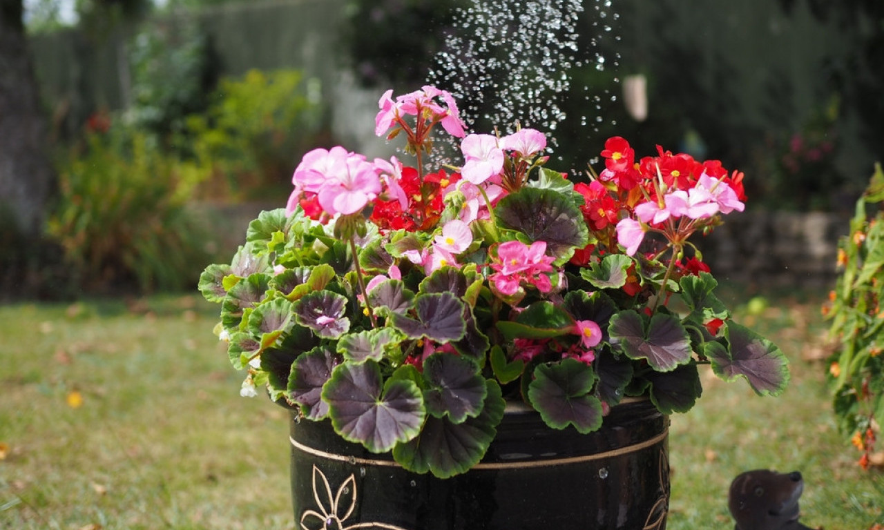 CVET KOJI PRIVLAČI SREĆU I LJUBAV Ukras za terasu koji donosi lepotu i pozitivnu energiju