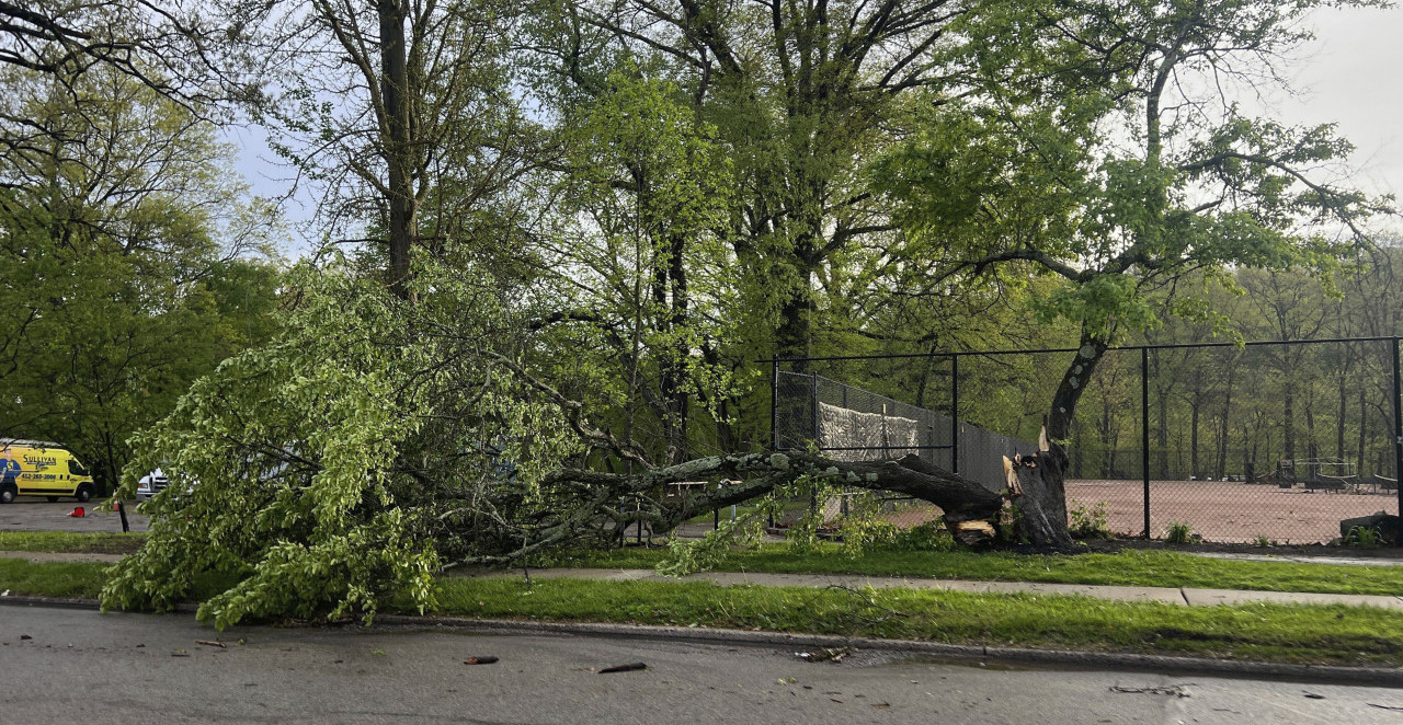 DRVO SE SRUŠILO ISPRED VRTIĆA! Novosađani u šoku, pogledajte šta je ostalo od automobila (FOTO)