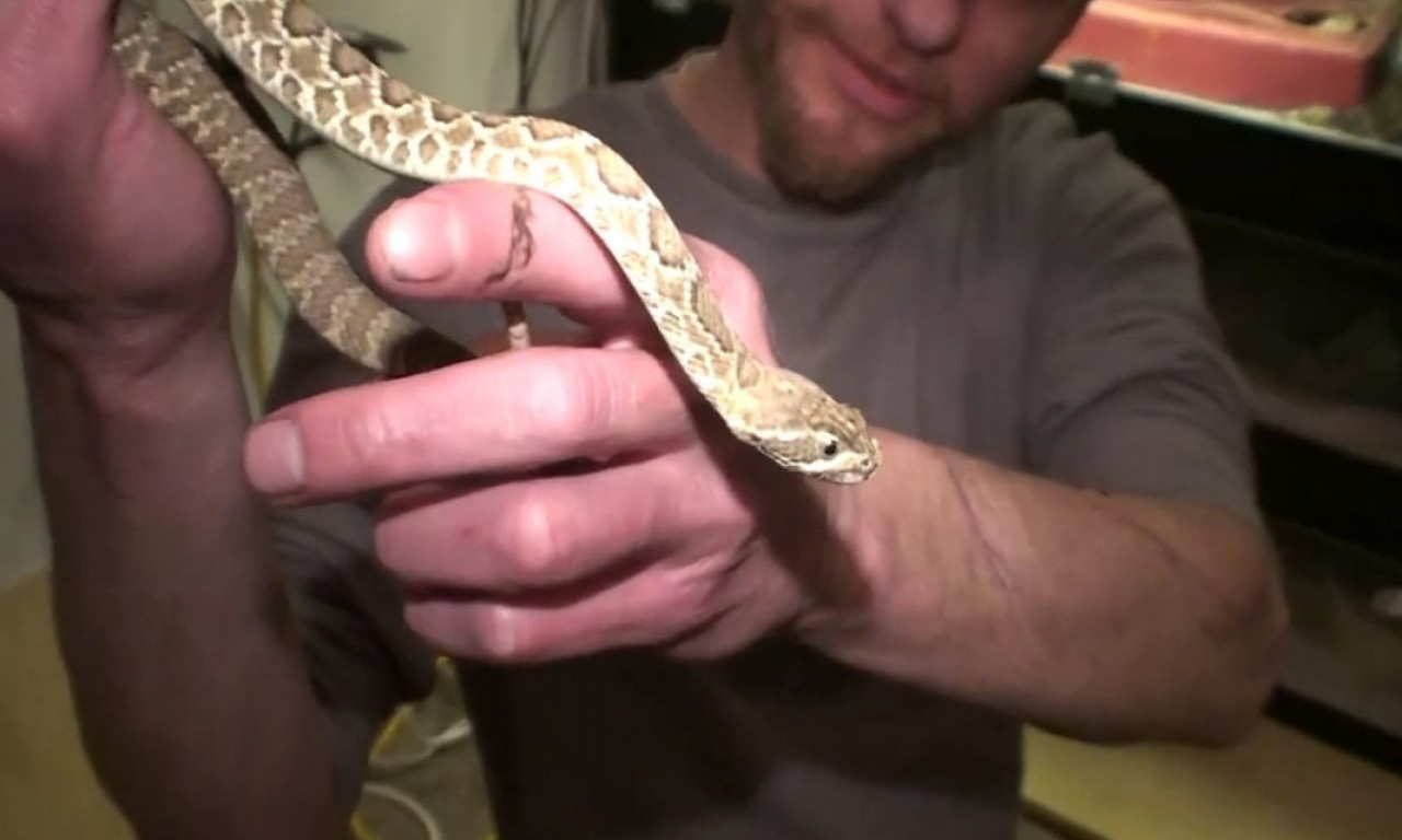 DVADESET GODINA UBIZGAVAO ZMIJSKI OTROV Njegova krv sada može biti ključ za univerzalni protivotrov