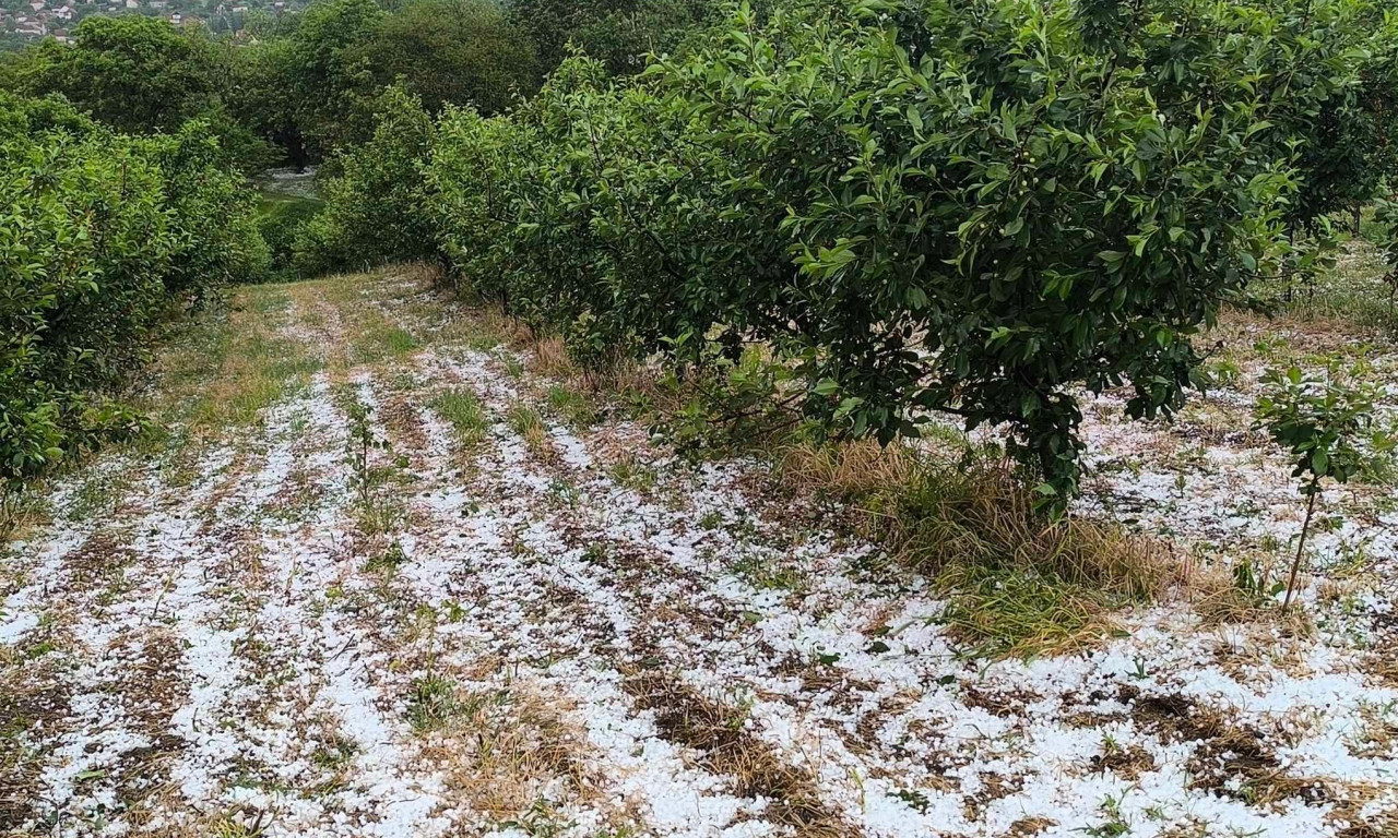 KRUPAN GRAD NANEO VELIKU ŠTETU USEVIMA Jako nevreme opustošilo Topolu i delove Rače i Aranđelovca (FOTO)