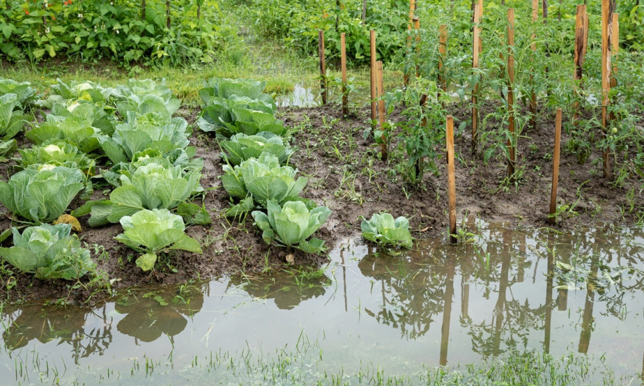 POSLE KIŠE – RASADNIK SE SPAŠAVA! Saveti šta da uradite ako vam je zemlja blatnjava, biljke natopljene, a nebo još preti