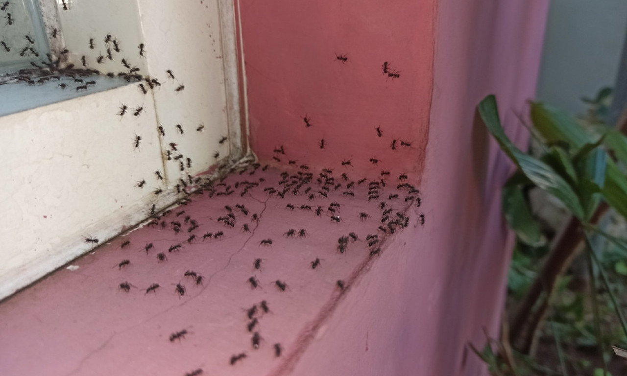 MRAVI VAM ULAZE U KUĆU? Rešite ih se brzo i lako, baš ovako!
