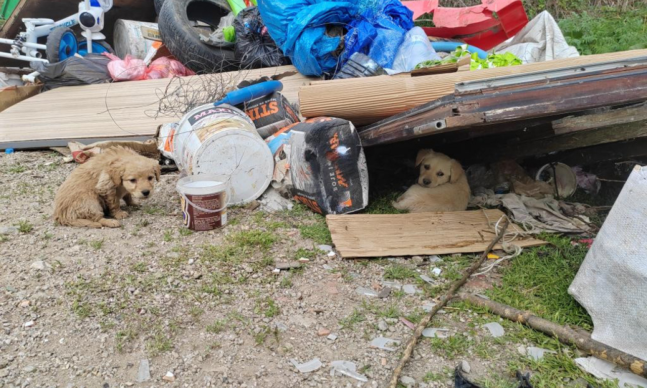 UŽASAN PRIZOR U OKOLINI UŽICA! Aleksandra zatekla stravu na deponiji i ima pitanje za celu Srbiju - šta činiti? (FOTO)