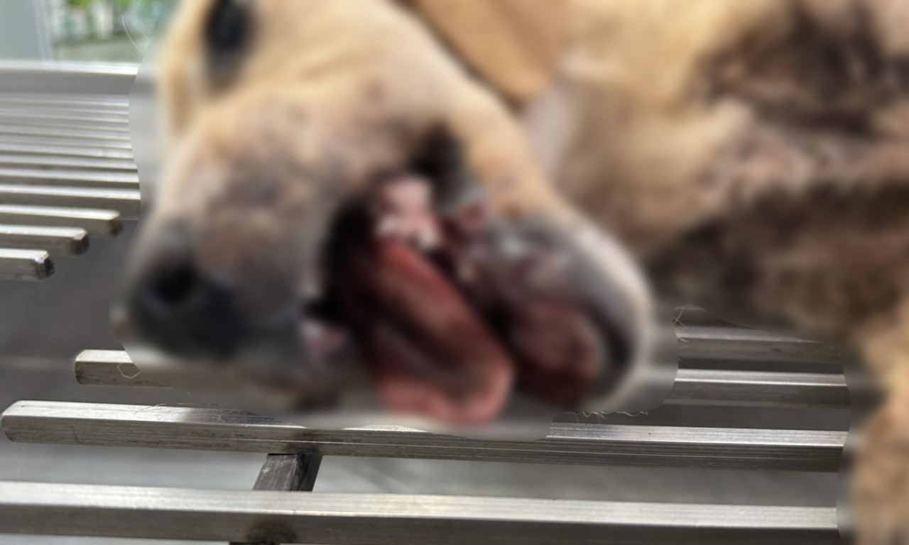 KAKVI SMO TO LJUDI POSTALI? Brutalno pretučeno petomesečno štene - slučaj iz Prijepolja rasplakao Srbiju (FOTO)