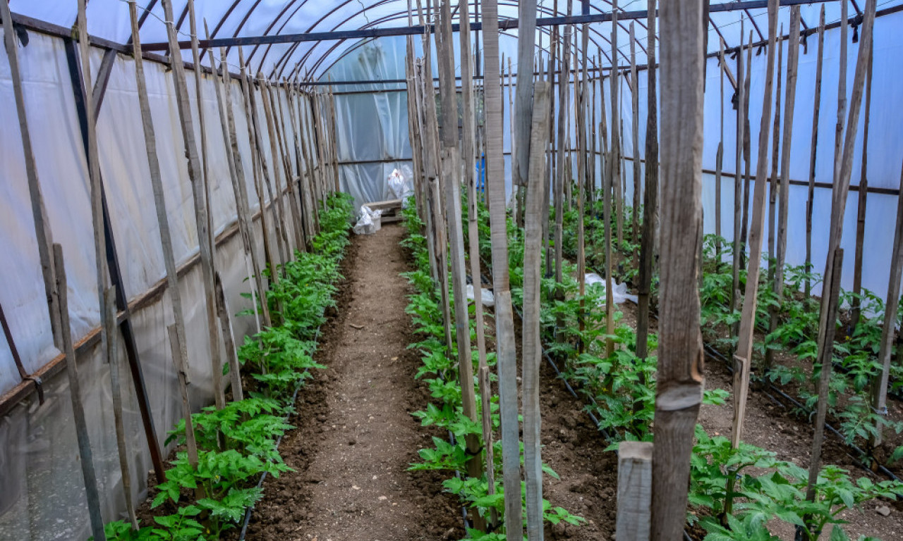 ZAKIDANJE ZAPERAKA U PARADAJZU Domaćinski vodič do boljeg roda u plasteniku