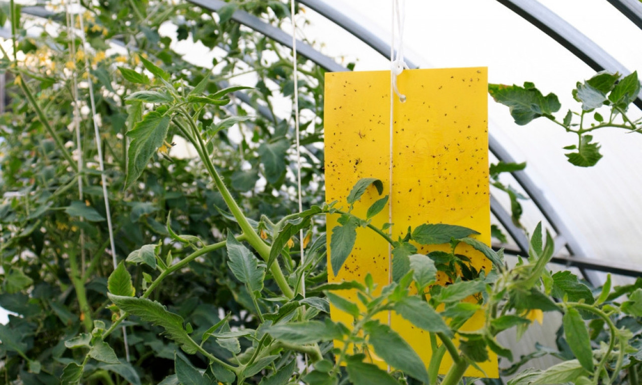 OPREZ U PLASTENICIMA! Tripsi napadaju paradajz – evo kako da zaštitite biljke