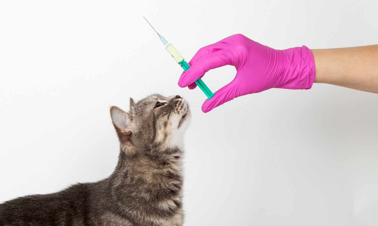 NEĆETE VIŠE KIJATI ZBOG MACE! Nova vakcina u pripremi obećava spas za alergične